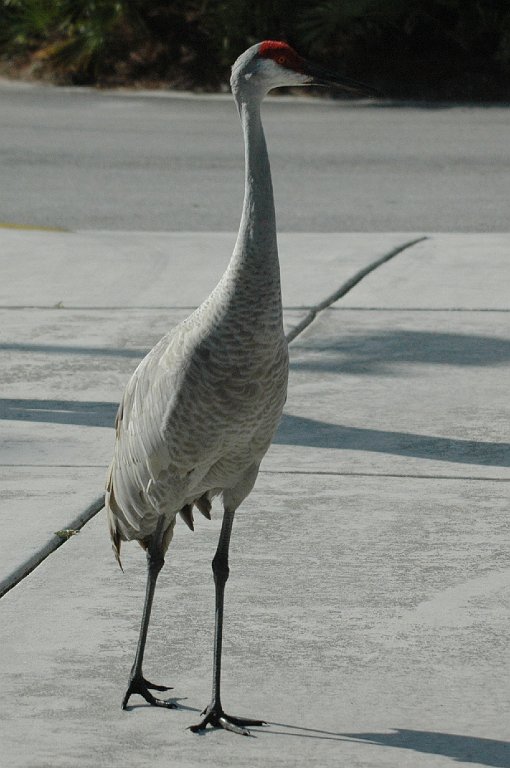 Crane, Sandhill, 2010-01141038 Okeeheelee Nature Center, FL.JPG - Sandhill Crane. Okeeheelee Nature Center, FL, 1-14-2010